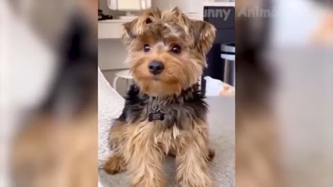 Funny Animals Vidoes 🤣 - funniest Fog & Cats Videos