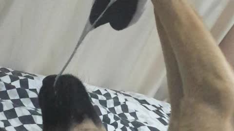 dog playing alone!