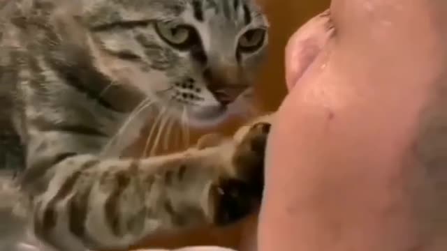 WHEN A CAT HAS FOUND A GOOD MASTER, THIS IS WHAT CATS DO