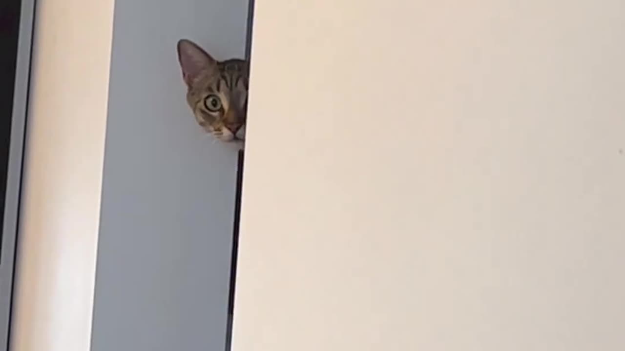 Playing hide and seek 😂😂