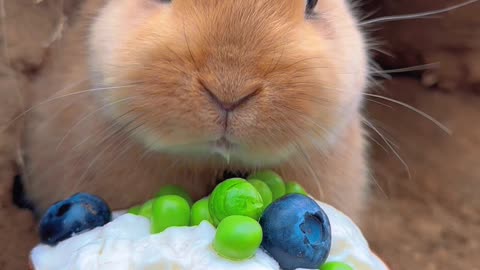 Cuty rabbit chomping
