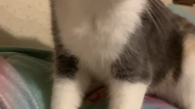 Gizmo wants a treat