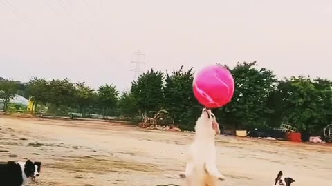 Dogs Playing.