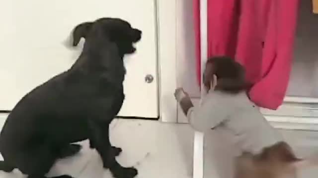 Boxing tour between Mr. Monkey and Mr. Dog