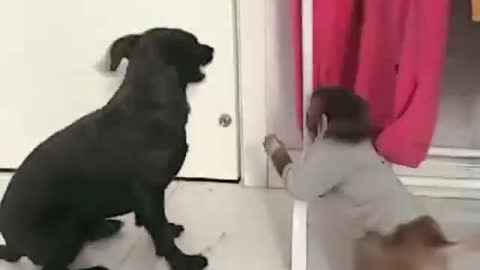 Boxing tour between Mr. Monkey and Mr. Dog