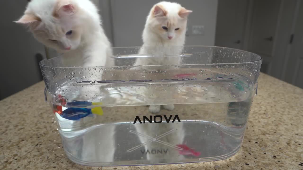 How to get your cat used to water
