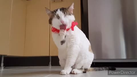 Cuit cat funny video