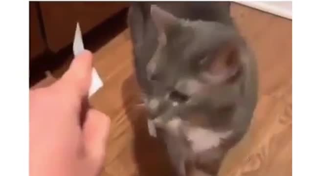 My cat can read Letter