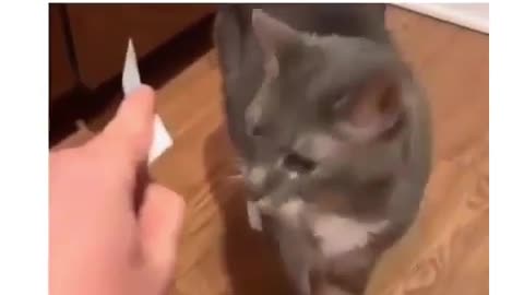 My cat can read Letter