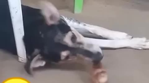 Funny animal video
