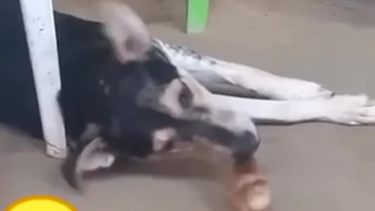 Funny animal video