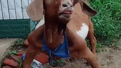 Bodybilder goat standing