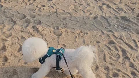 Bichon playing on the beach