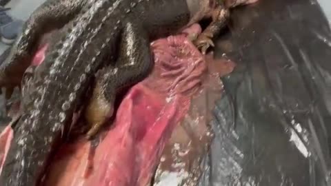 Python swallowed a full sized ALLIGATOR