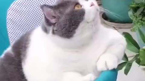 Cute and Funny Cat Videos Compilation 2022