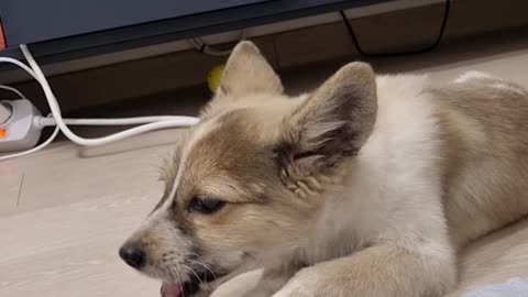 It's a baby dog that eats snacks