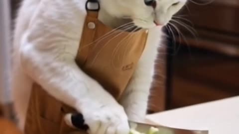HARD WORKING CAT
