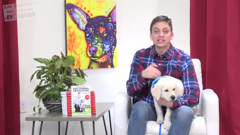 How to Train your Puppy to Stop Biting