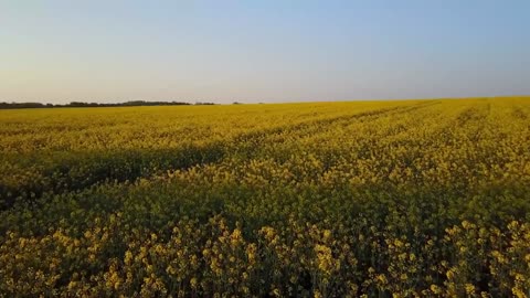 Melodic Violin and Cello Duets • Emotional, Meditative, Relaxation