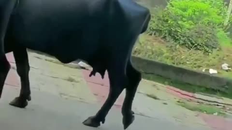 Dog fun// the Owen life king dog