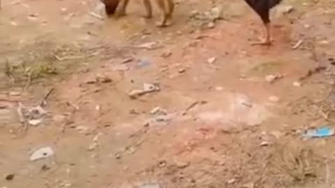 Funny animals 😎😍🤗funny moments 😋😍😋