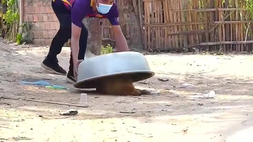 Funny Troll Dog Joke, Fake Lion and Tiger Joke on Dog, and Huge Box Joke on Dog