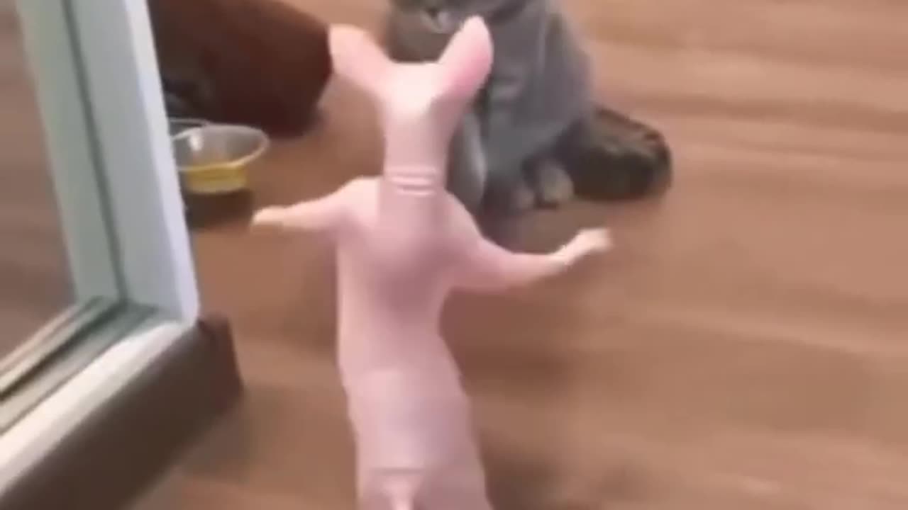 cat funny video shorts dance Watch this talented cat dance #cat #catdance #shorts #trending