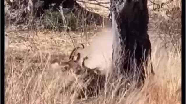 For the deer, it's a disaster from the sky