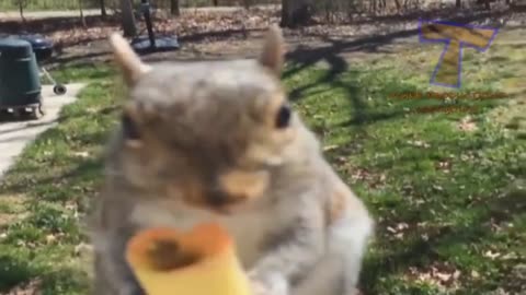 Animal never fail to make us laugh - Super funny animal compilation