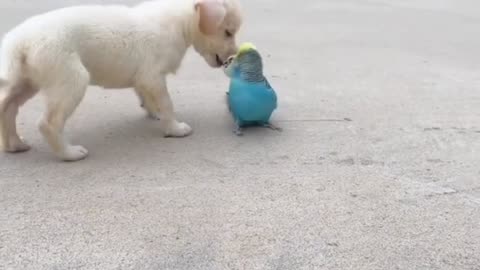 How To Introduce Dogs Puppies And Birds To Each Other?!?!