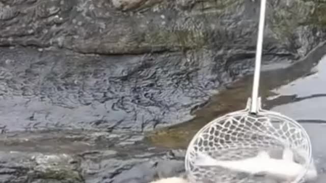 #fyp #fish #funny #lost #amazing #fishing