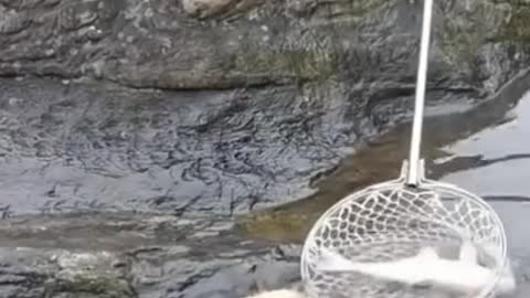 #fyp #fish #funny #lost #amazing #fishing