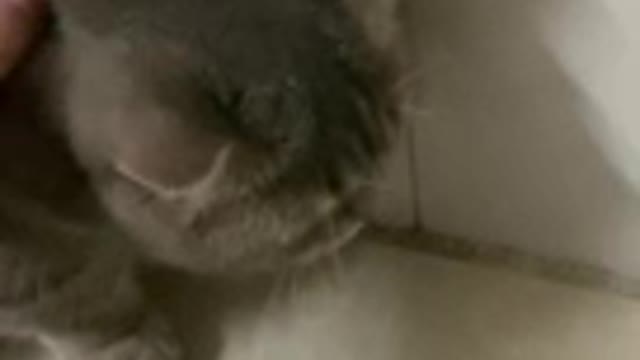 Kittens don't want to be touched by their owners