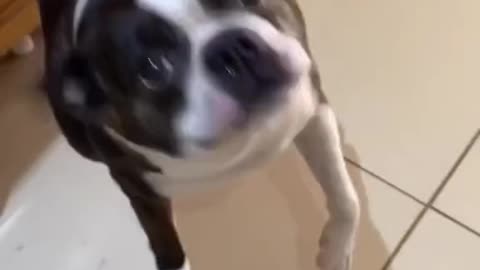 fake tiger prank dog funny videos