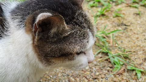 Puus the Sri Lankan Cat