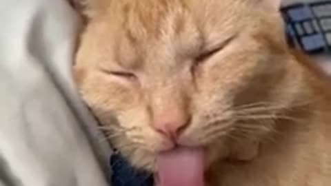 Funny animal