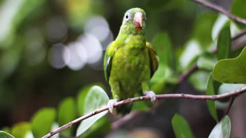 Birds looks at someone