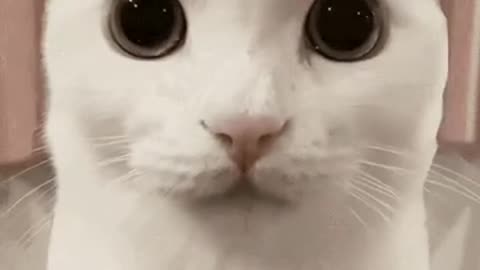 Cute Cat Gif