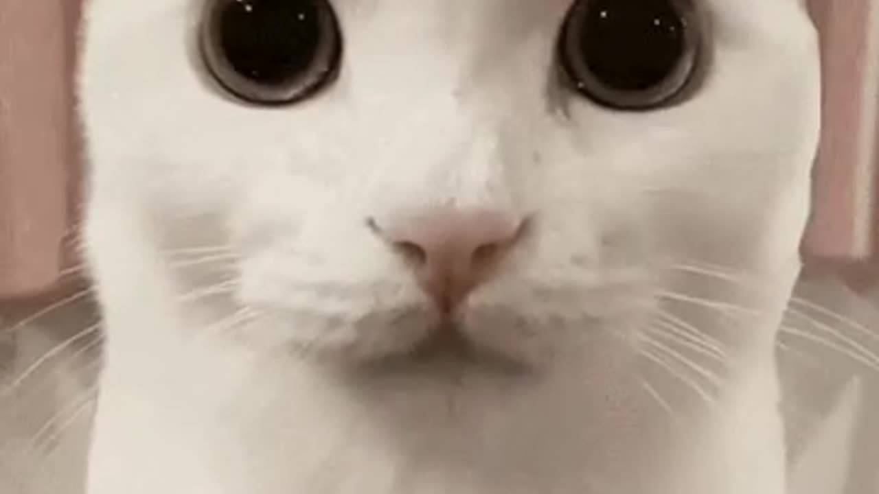 Cute Cat Gif
