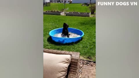 Kitty Capers and Doggy Delights