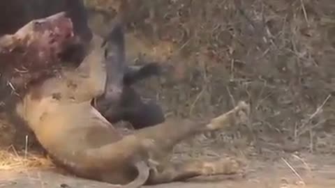 When the lion king was unable to fight the bull
