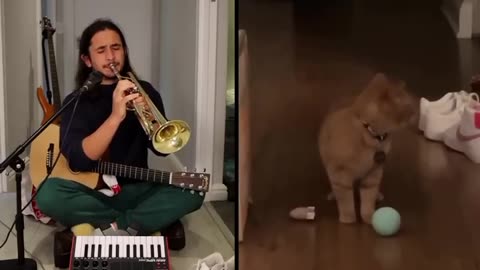 THE KIFFNES X CALA~I Go Meow {Singing Cat}