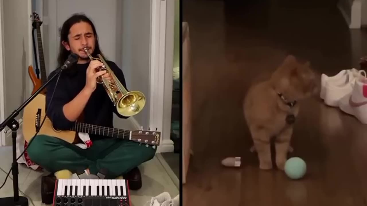 THE KIFFNES X CALA~I Go Meow {Singing Cat}