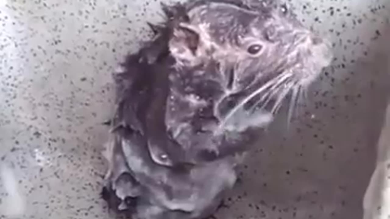 The Shower Rat, Rat Taking a Bath #shorts #viral #shortsvideo #video