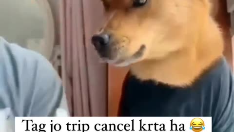 Funny 🤣video Dog 🐕angry 😤 to the man🤣watch full video 🤣🤣