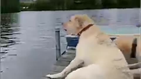 Funny animal videos funny shorts