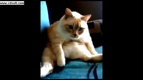 Cat Hiccups and Farts at the Same Time