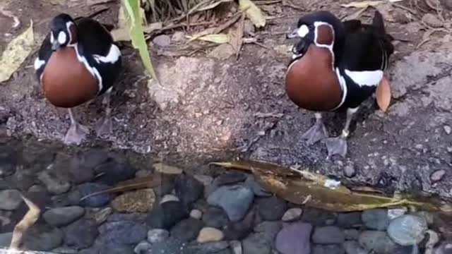 A Pair of Red Breasted Geese