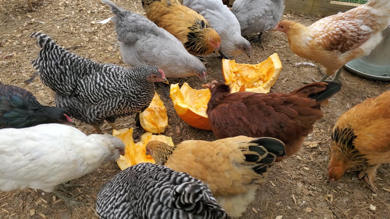 The Chickens and the Pumpkin - Chapter 2