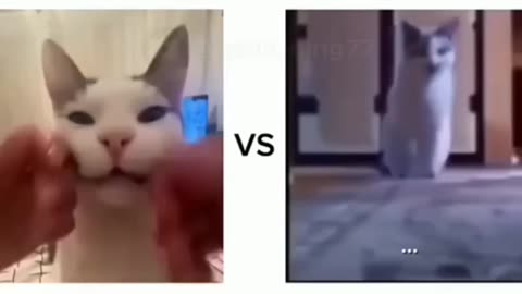 Kucing Prancis vs Kucing Indo😹
